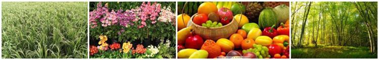 NPK肥料具有各种应用。现金作物和作物可以完全吸收营养素，提高水果质量和水果设定率，提高经济效益。